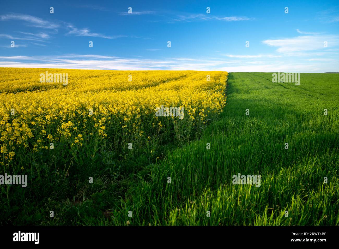 A Symphony of Spring: Rapeseed and Wheat Fields Bursting with Life Stock Photo