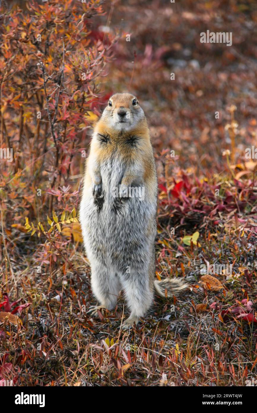 Close up of an Arctic ground squirrel watching attentive in the colorful autumn tundra, Denali Natio Stock Photo