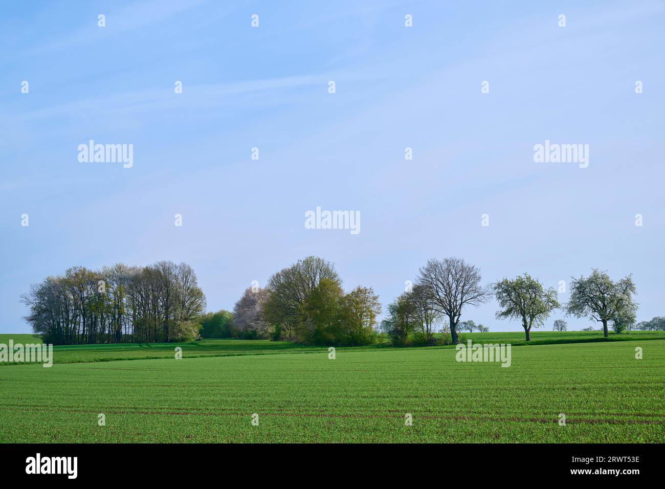 Group trees field spring hi-res stock photography and images - Alamy
