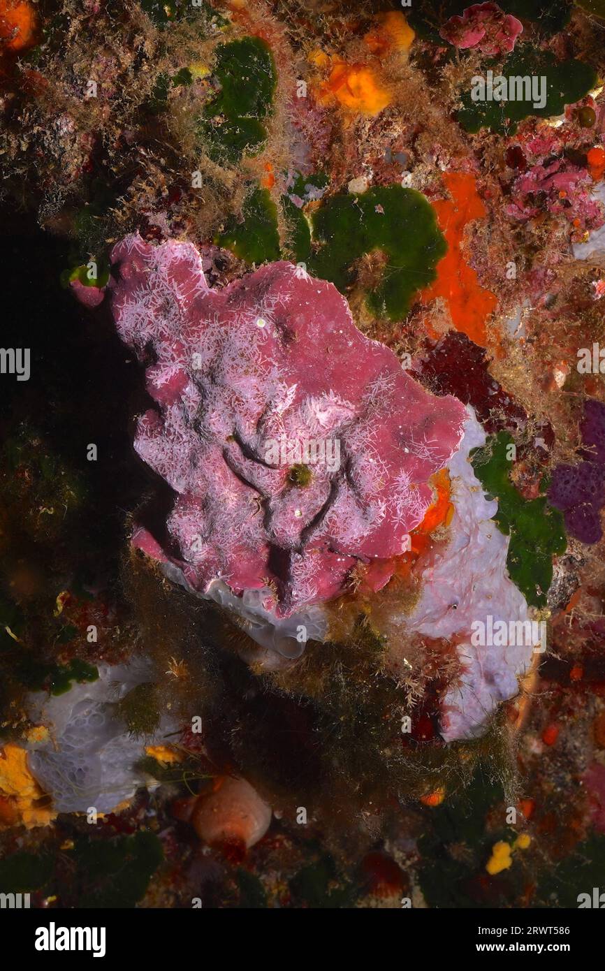 Pink and white spiny sponge (Dysidea avara), dive site marine reserve Cap de Creus, Rosas, Costa Brava, Spain, Mediterranean Sea, Europe Stock Photo