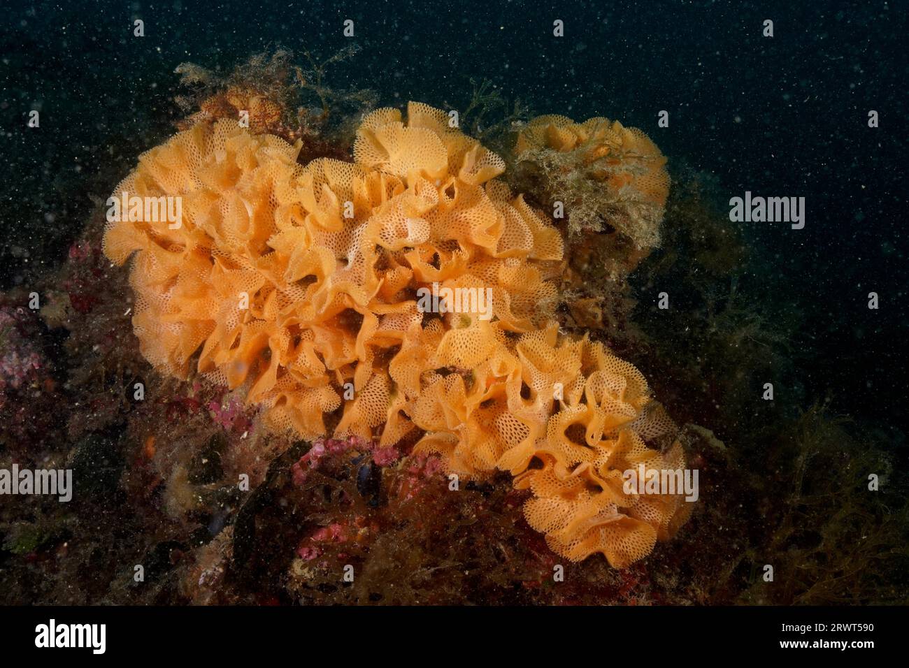 Neptune slime (Reteporella grimaldii) (Reteporella septentrionalis), diving site marine reserve Cap de Creus, Rosas, Costa Brava, Spain, Mediterranean Stock Photo