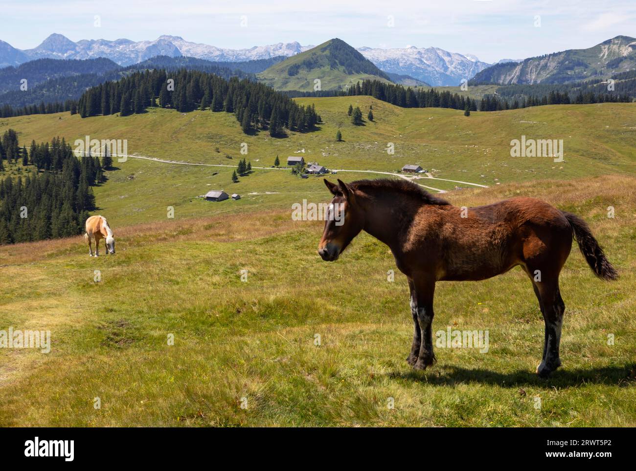 Horses on the alpine pasture on the way to Thorhöhe, Postalm, Osterhorngruppe, Salzkammergut, Land Salzburg, Austria, Europe Stock Photo