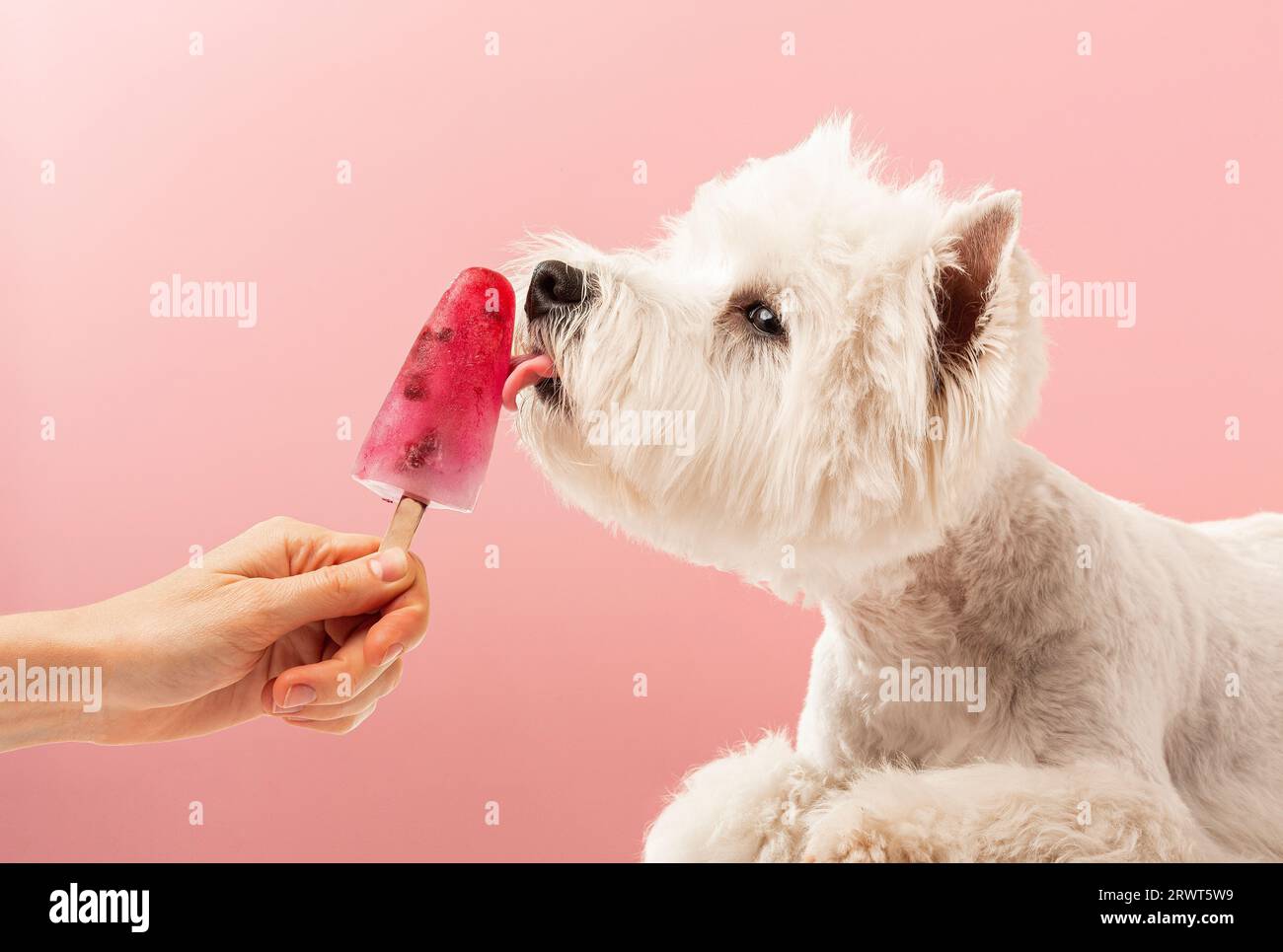 White dog licks ice cream on a pink background, summer. High quality