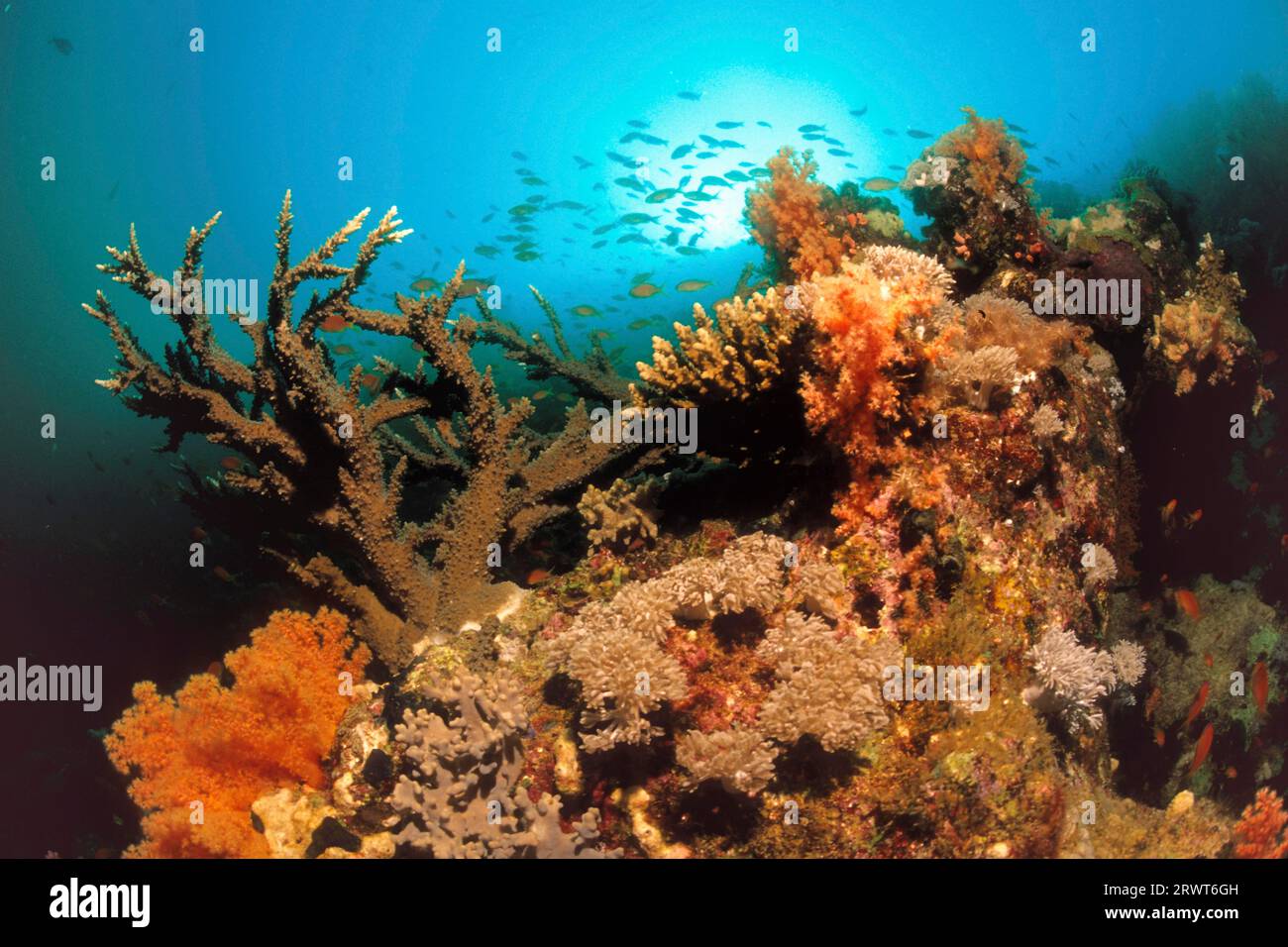 Coral garden with diffrerent kinds of hard coral (Acropora)and soft corals, Dendronephthya sp., Ari Atoll, Maldives, indian ocean Stock Photo