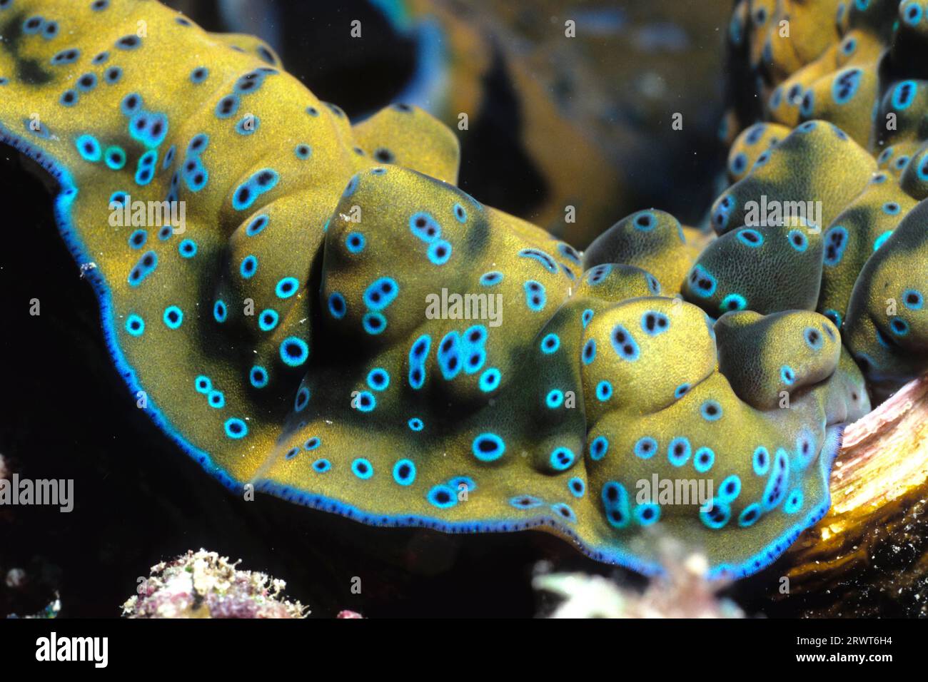Details of a giant clam (Tridacna maxima), Veligandu, Ari Atoll ...