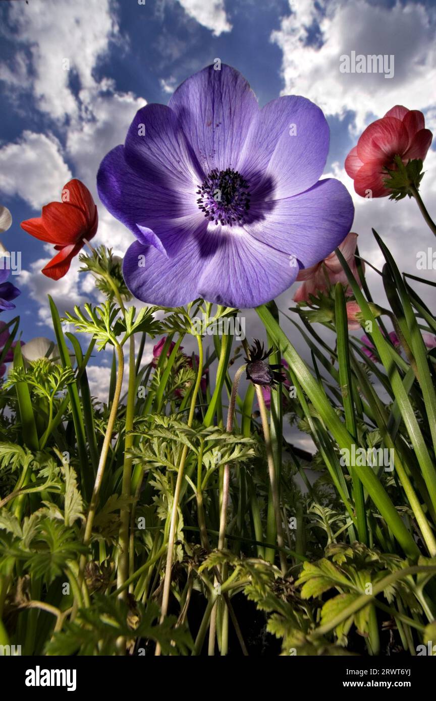Flowering anemones photographed from a low perspective Stock Photo
