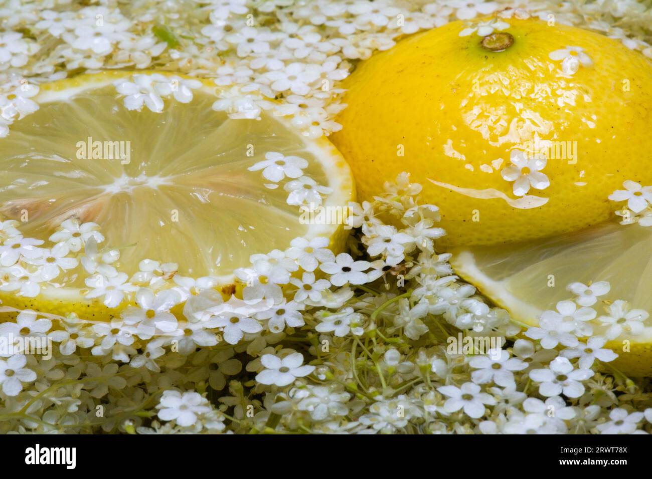 The preparation of an elderflower syrup with sugar water, lemon and citric acid Stock Photo Alamy