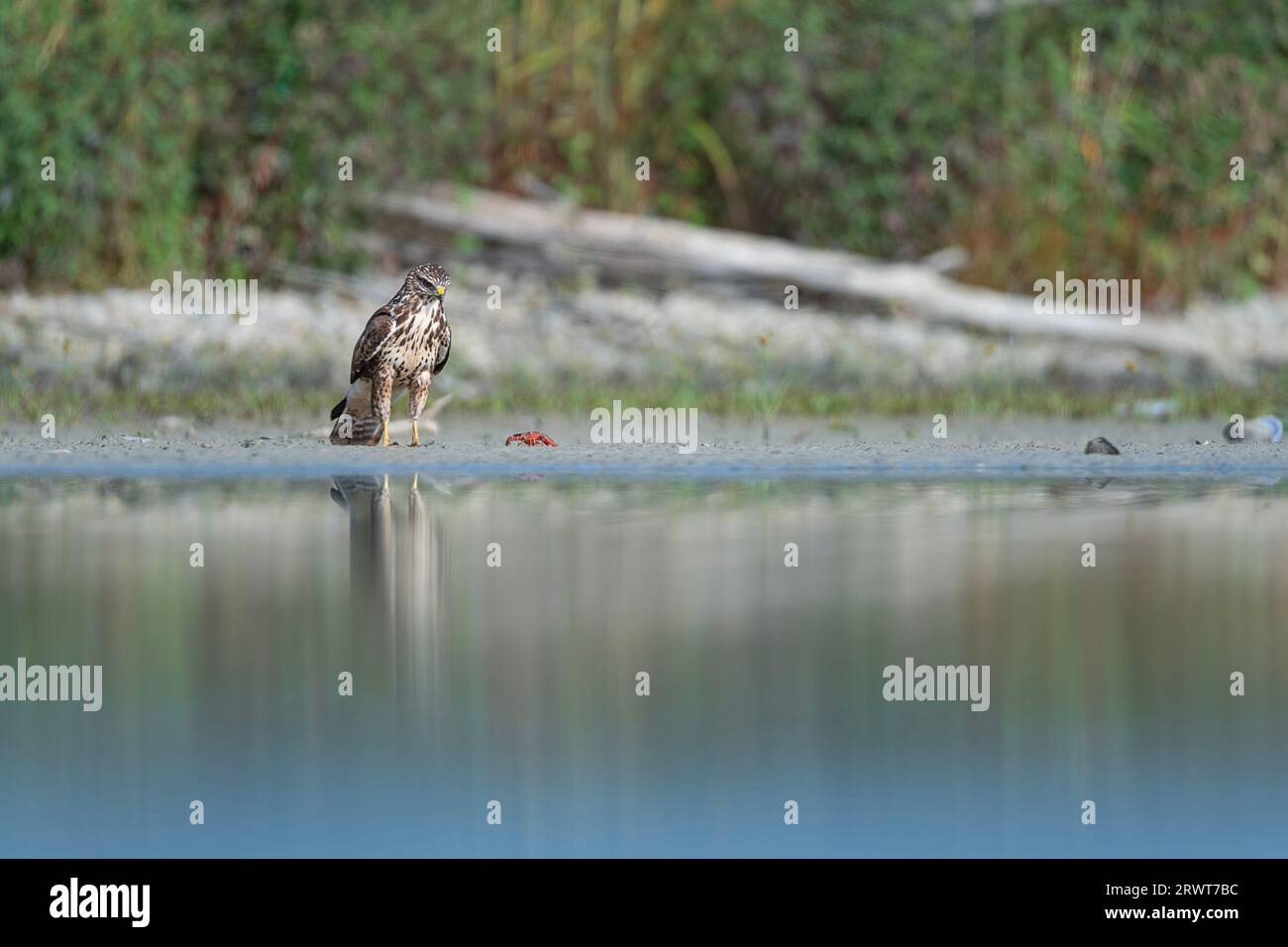 Face to face between common buzzard and the red swamp crayfish (Buteo buteo and Procambarus clarkii) Stock Photo