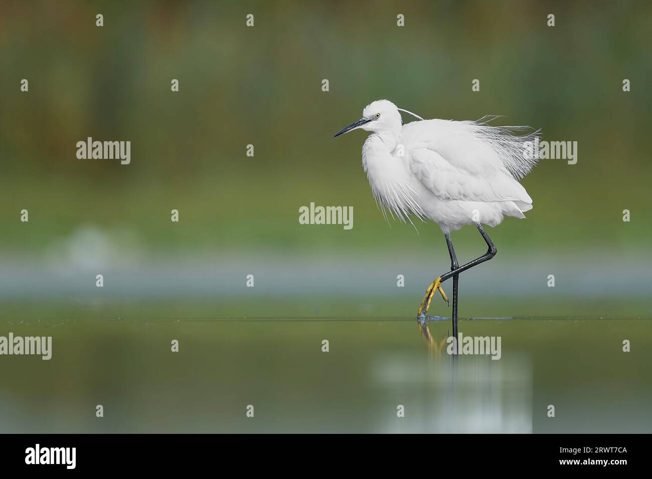 The elegance of little egret (Egretta garzetta) Stock Photo