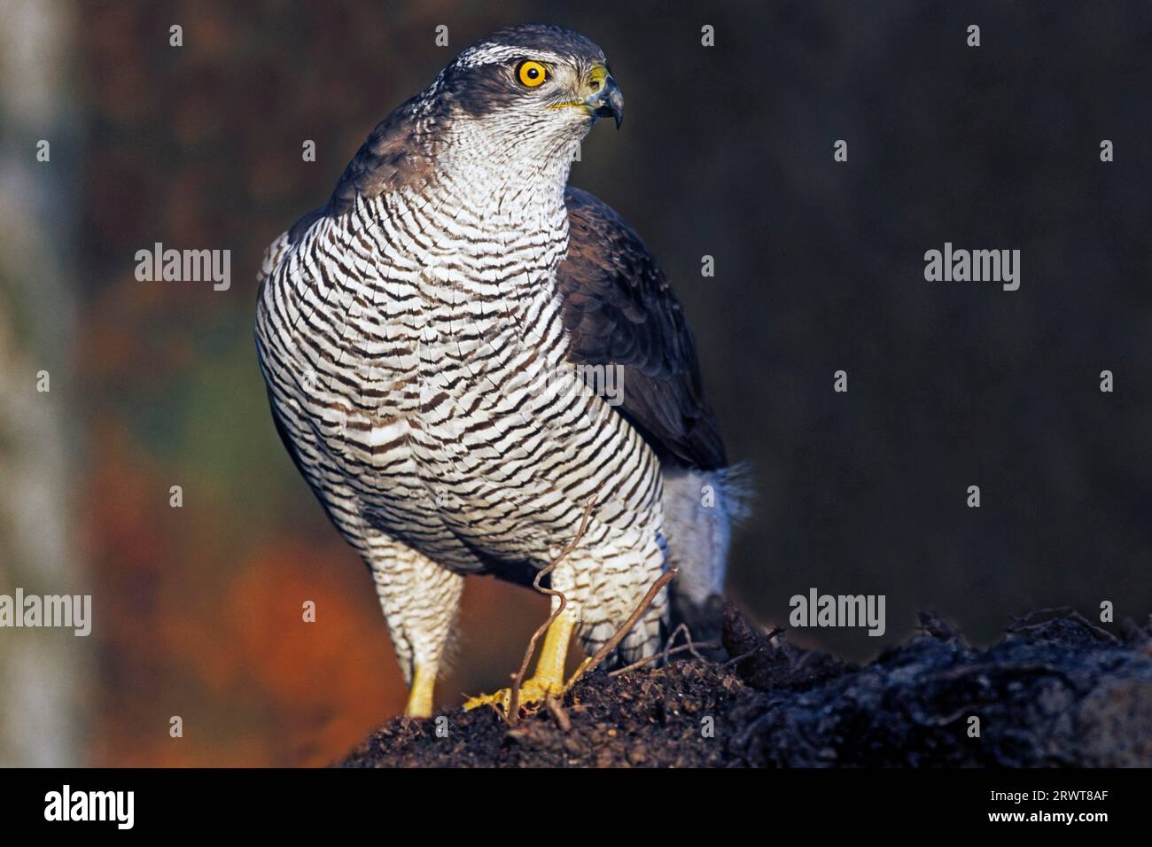Rooted Northern Northern Goshawk, the females are significantly larger than males ...