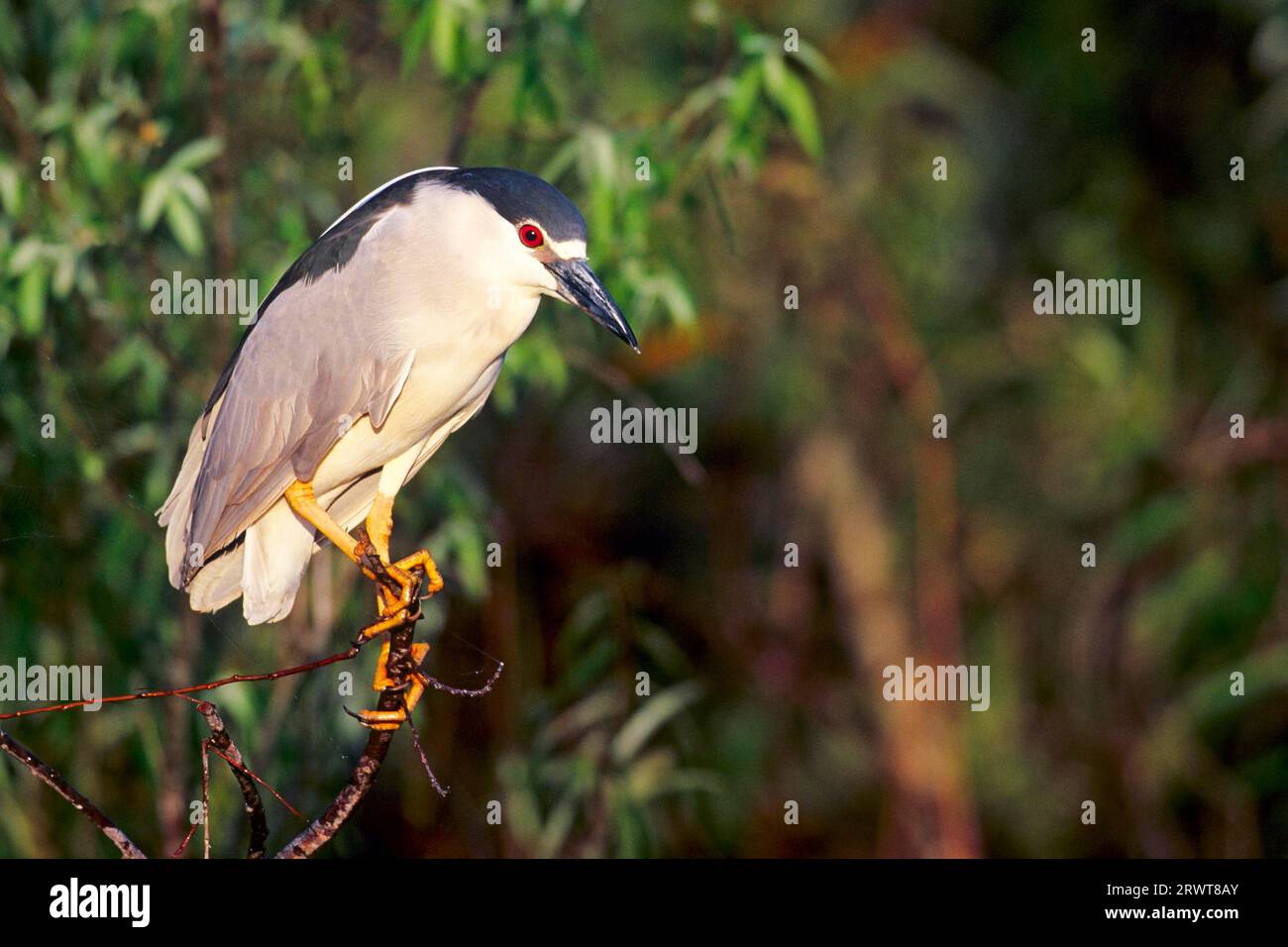 Black crowned night heron (Nycticorax nycticorax), the clutch consists