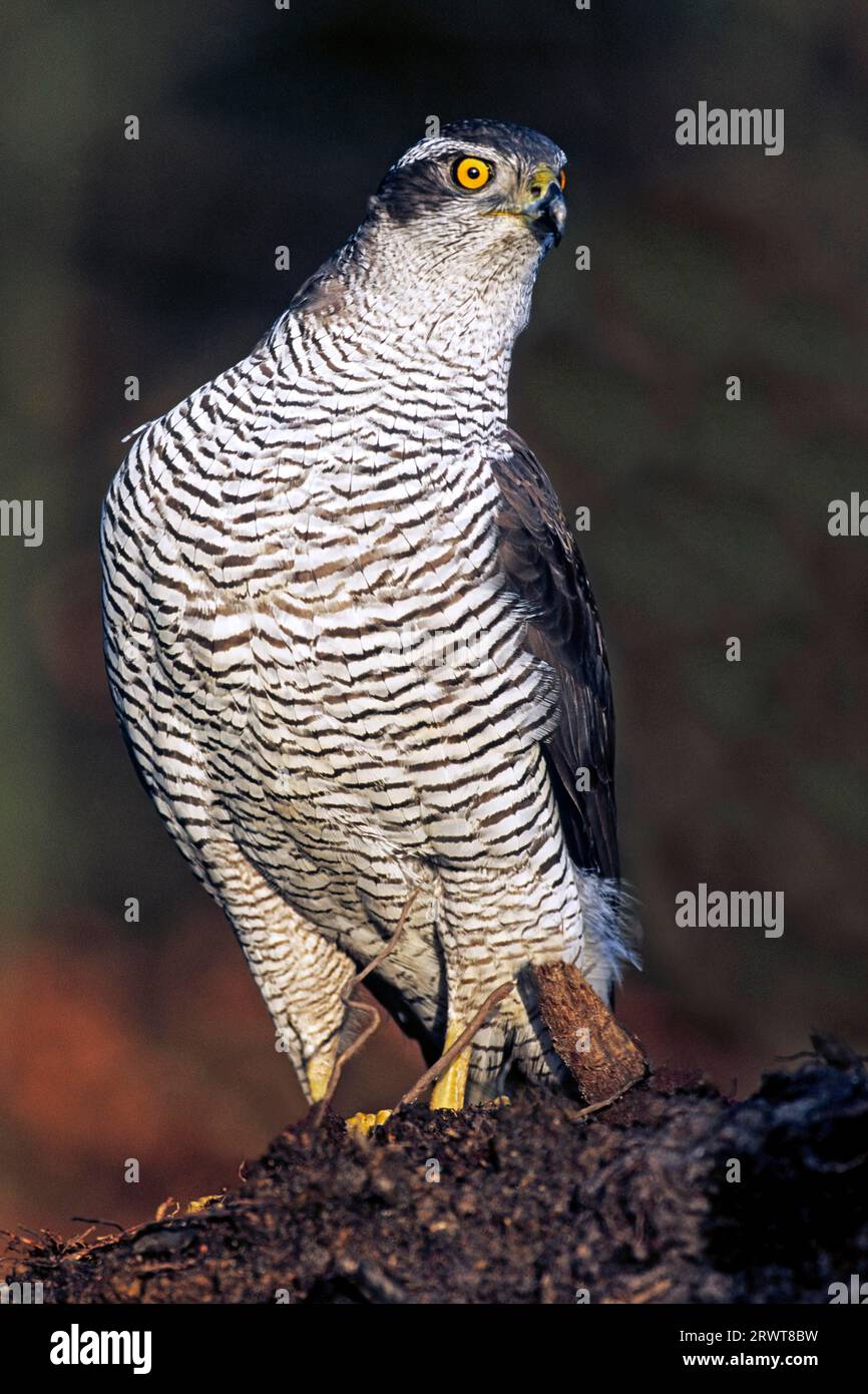Rooted Northern Northern Goshawk has a wingspan from 89 to 122cm (Photo Northern ...