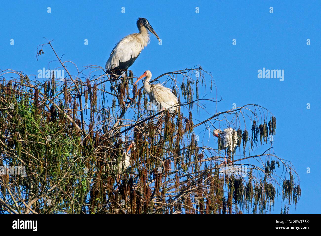 Wood Stork, the female lays on average 3, 5 eggs (Photo Wood Stork (Mycteria americana) and Snow Ibis in the early morning), Wood Stork, the female Stock Photo