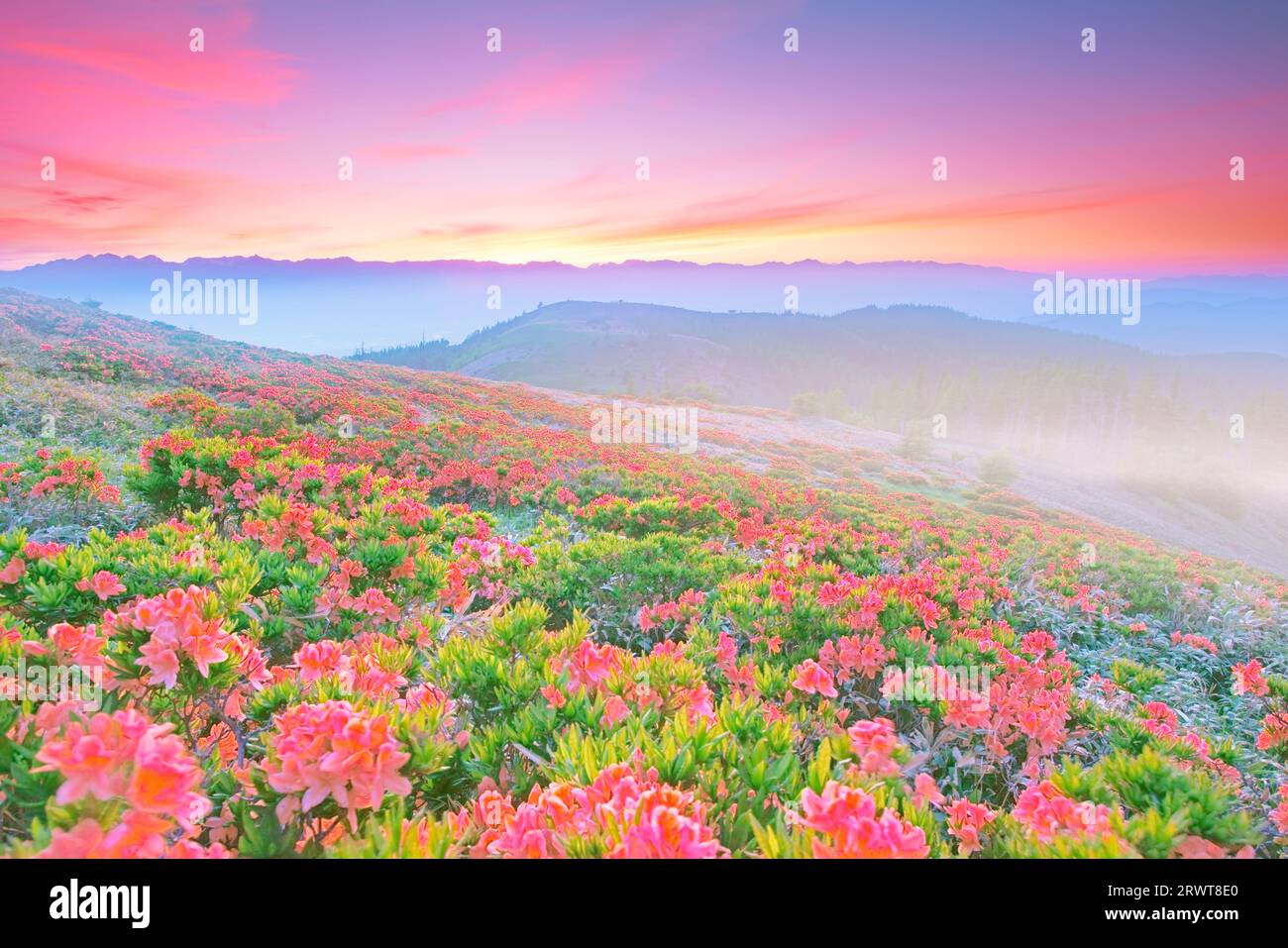 Airy photo of Renge-tsutsuji azalea, Hotaka mountain range and other ...