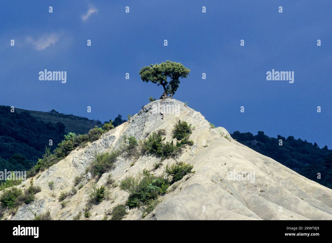Spanish Juniper on the top of a sand dune, Valley of Hecho, Spain Stock Photo