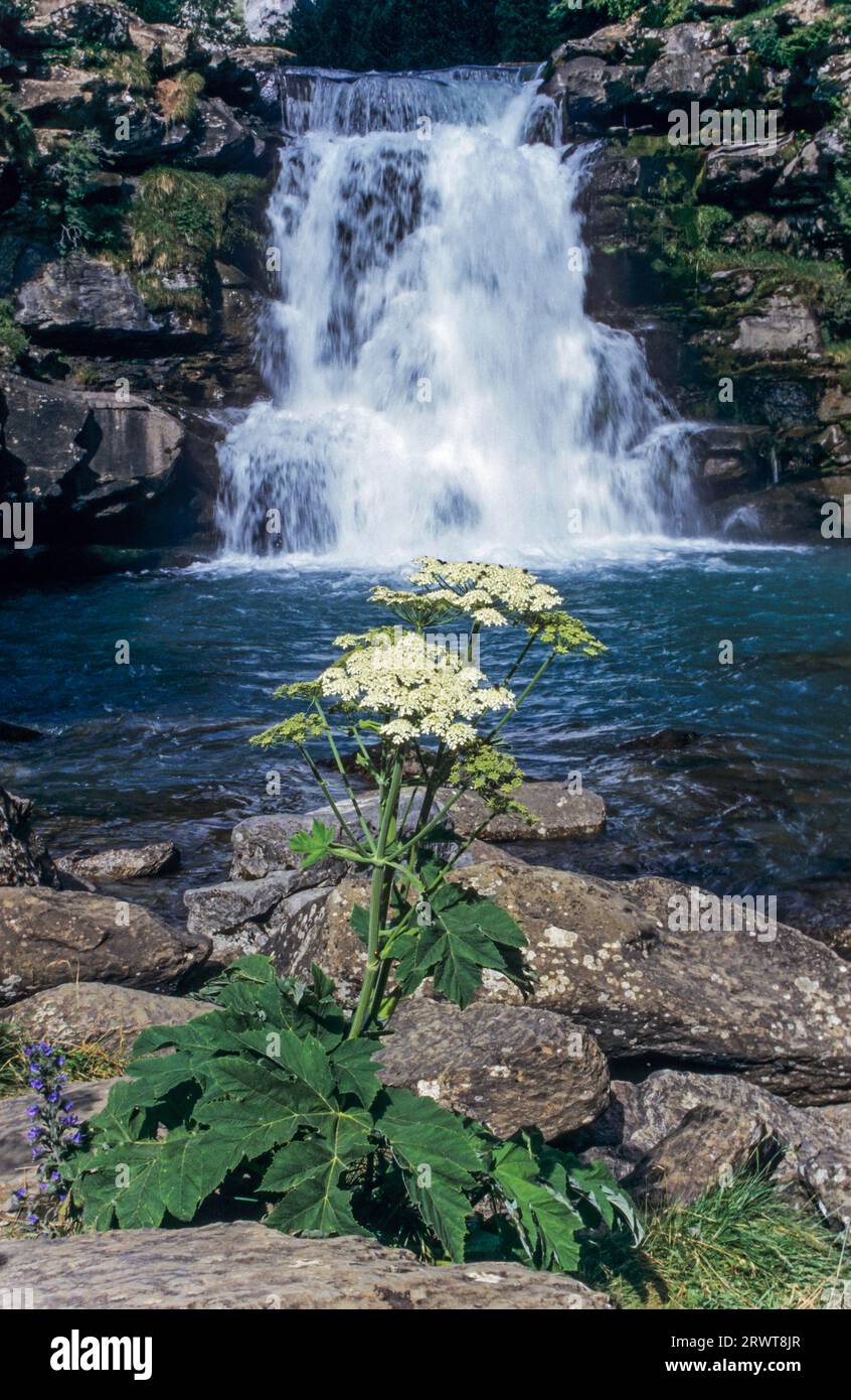 Masterwort at Arazas river waterfall, Masterwort at Arazas river with waterfall, Ordesa y Monte Perdido National Park, Ordesa National Park Stock Photo