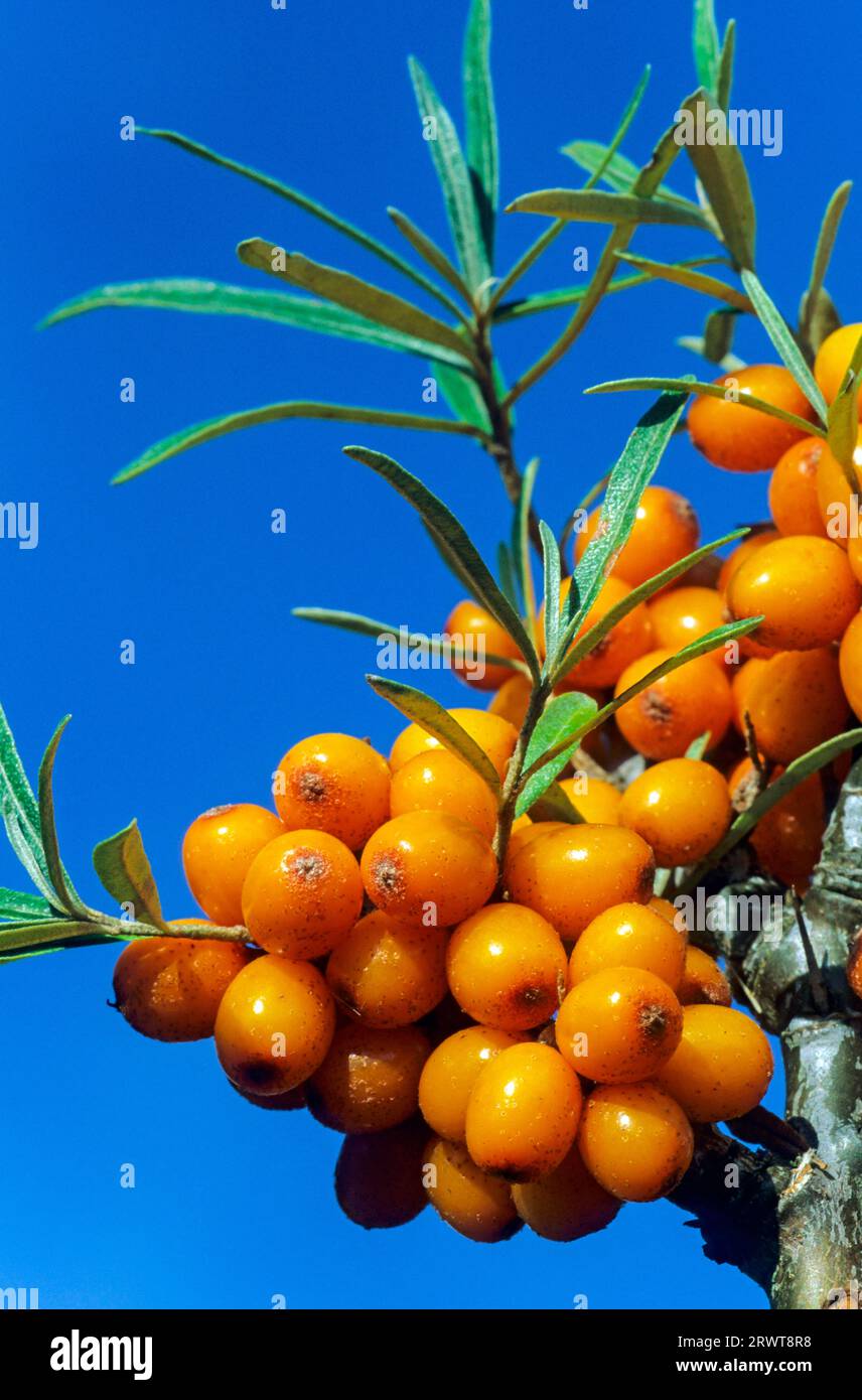 Common common sea-buckthorn (Hippophae rhamnoides) the fruits are known for their high vitamin C content (Duenendorn), Common Seabuckthorn the fruits Stock Photo