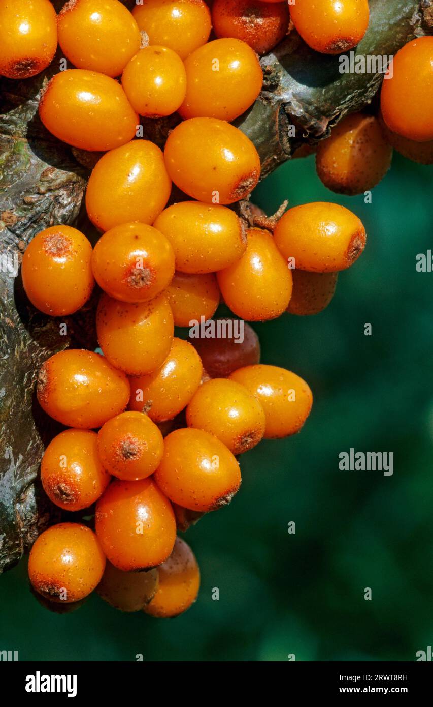Common common sea-buckthorn (Hippophae rhamnoides) the fruits are known for their high vitamin C content (Duenendorn), Common Seabuckthorn the fruits Stock Photo