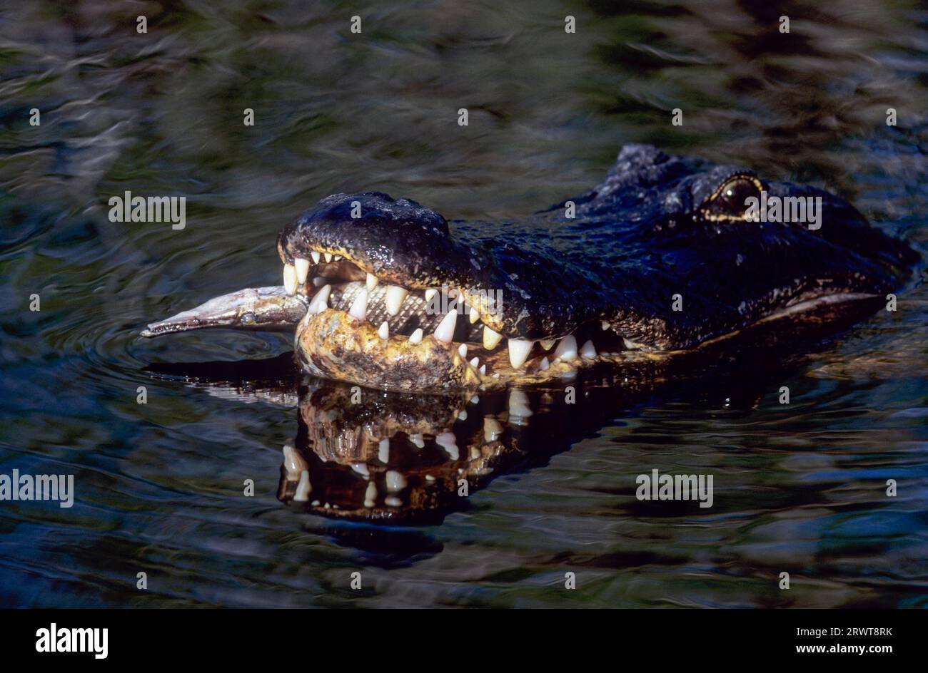 Mississippi alligator has a wide prey range that includes carrion (pike alligator and florida gar (Lepisosteus platyrhincus) American alligator Stock Photo