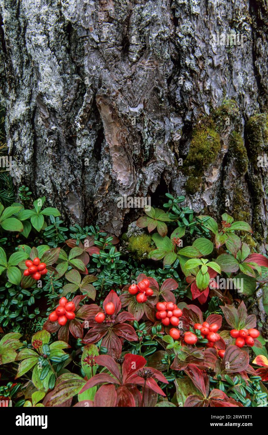 Canadian Dogwood (Cornus) the berries are not poisonous but do not have a good taste, Canadian Dwarf Cornel the fruits are edible canadensis Stock Photo