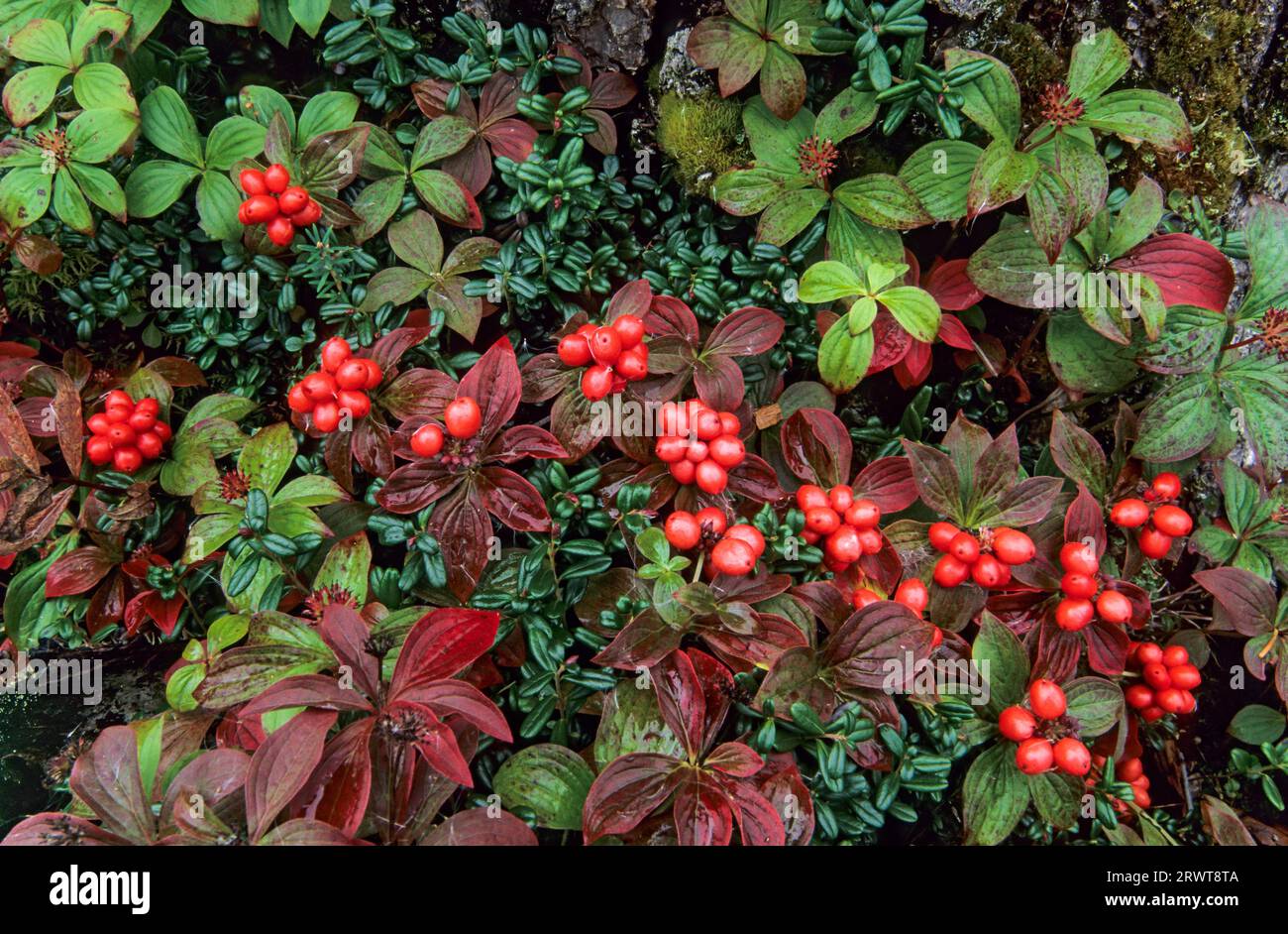 Canadian Dogwood (Cornus) the berries are not poisonous but do not have a good taste, Canadian Dwarf Cornel the fruits are edible canadensis Stock Photo