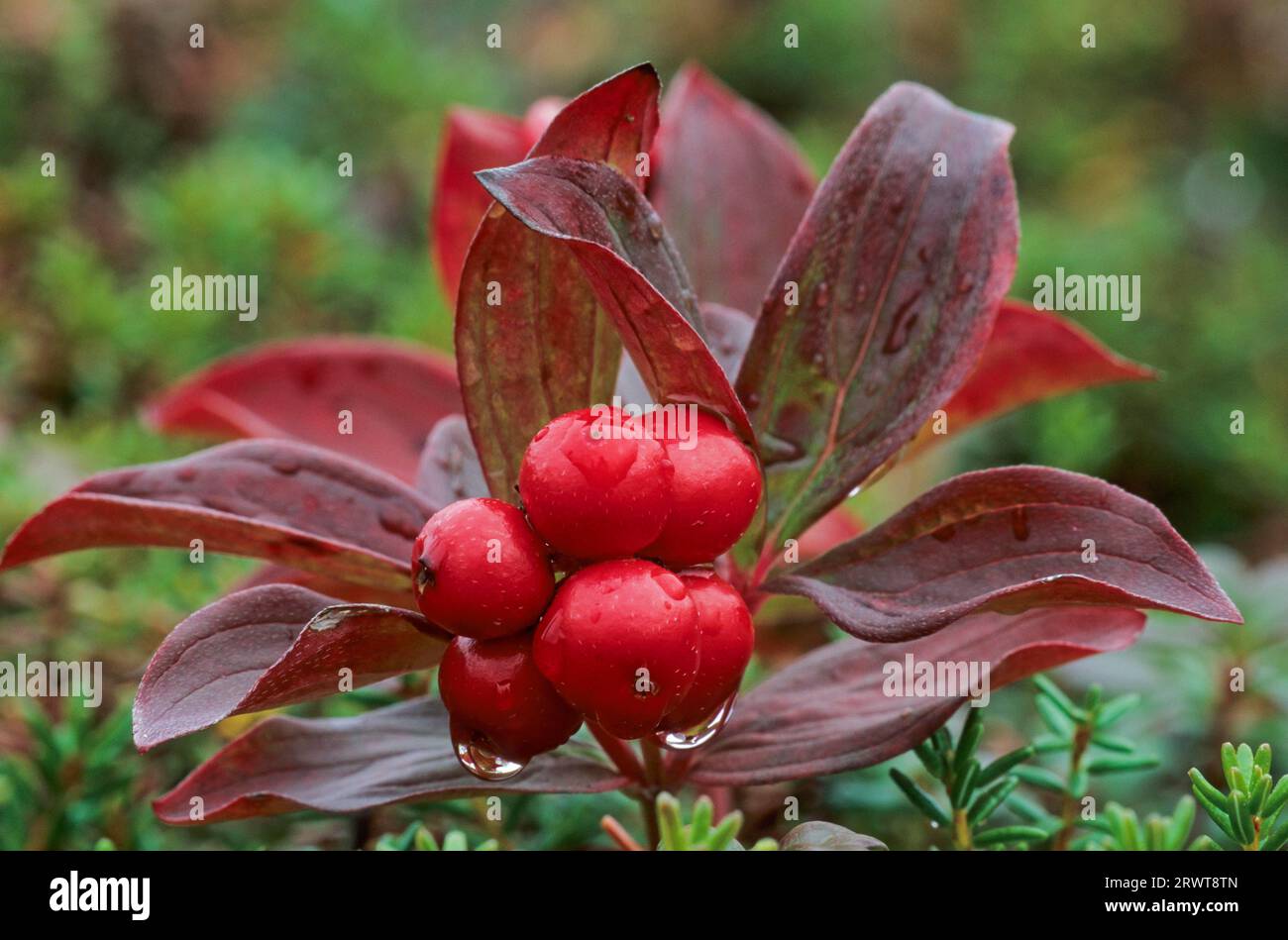 Canadian Dogwood (Cornus) the berries are eaten by animals and thus spread, Canadian Dwarf Cornel the large seeds are hard and crunchy canadensis Stock Photo