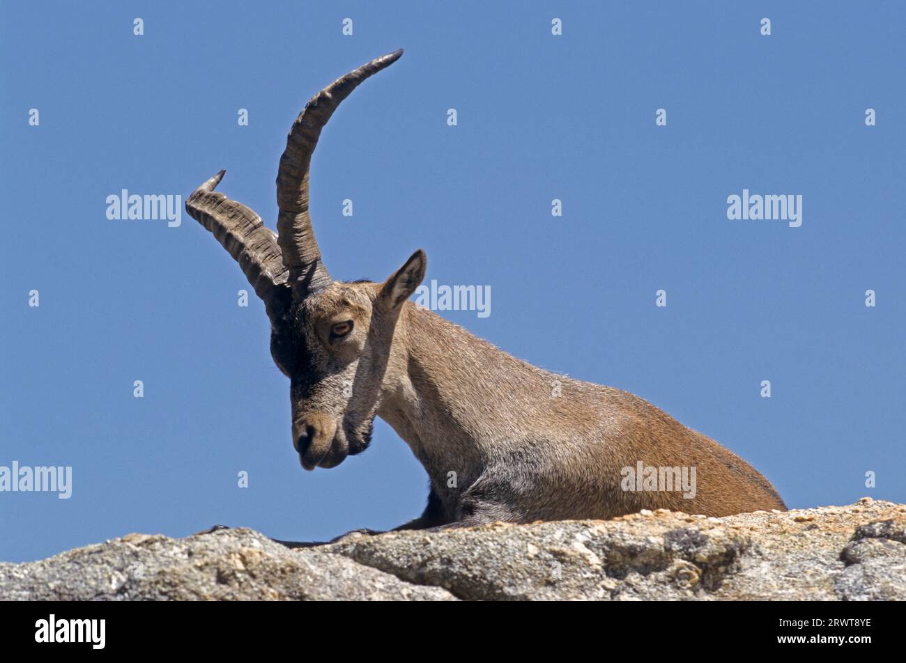 Spanish ibex resting on a rock shelter (Spanish Ibex) (Gredos Ibex), Iberian Wild Goat (Capra pyrenaica) (Gredos Ibex), Capra pyrenaica (victoriae) Stock Photo