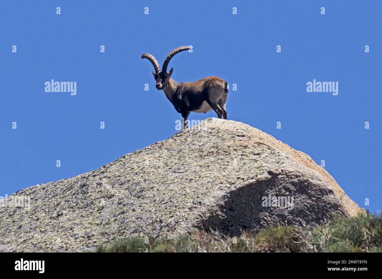 Spanish ibex standing on a rock shelter (Spanish Ibex) (Gredos Ibex), Iberian Wild Goat (Capra pyrenaica) (Gredos Ibex), Capra pyrenaica (victoriae) Stock Photo