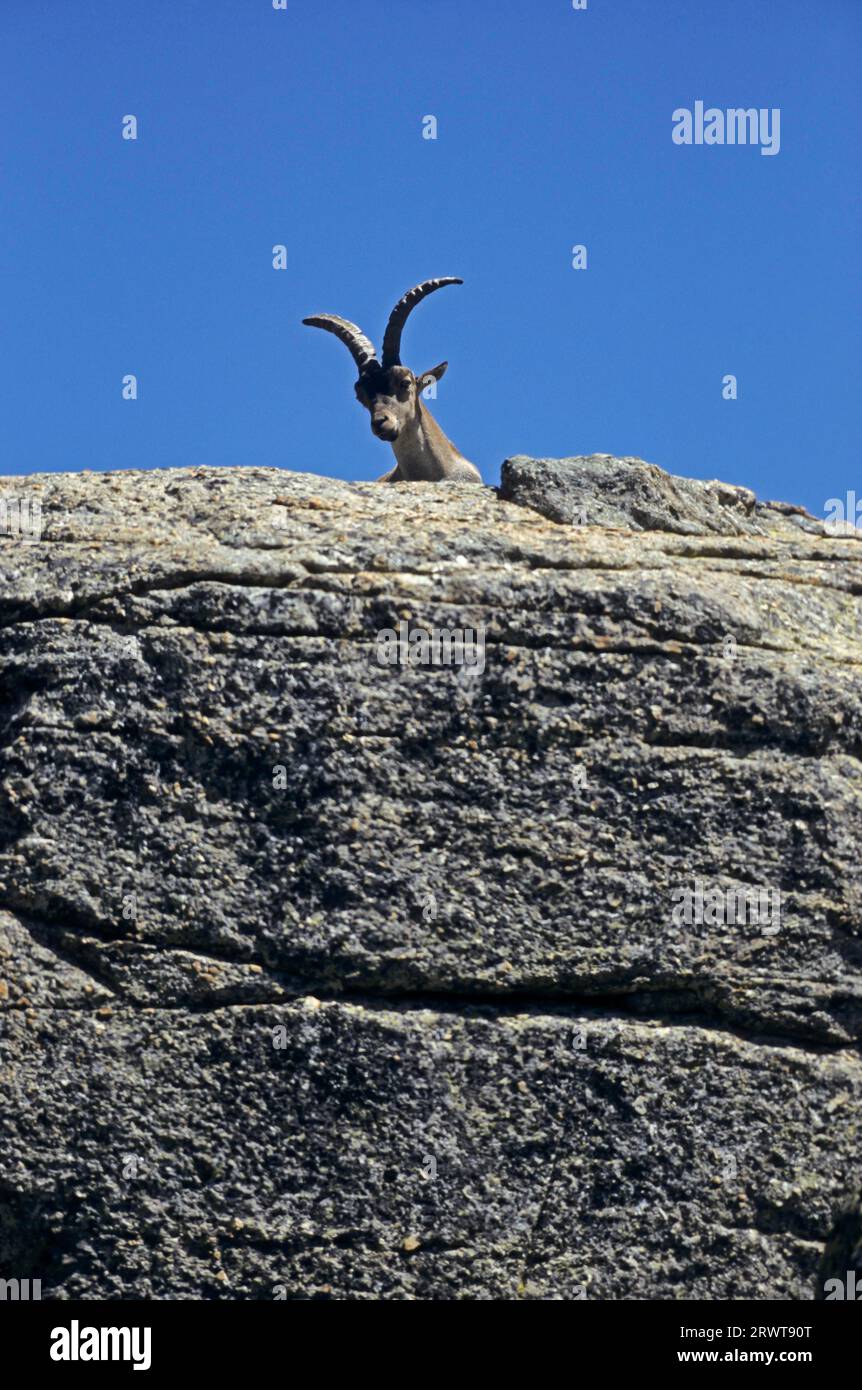 Spanish ibex resting on a rock shelter (Spanish Ibex) (Gredos Ibex), Iberian Wild Goat (Capra pyrenaica) (Gredos Ibex), Capra pyrenaica (victoriae) Stock Photo