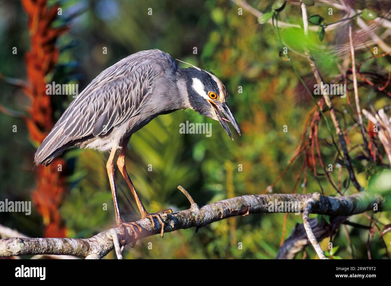 Yellow-crowned night heron (Nycticorax violaceus) in breeding plumage