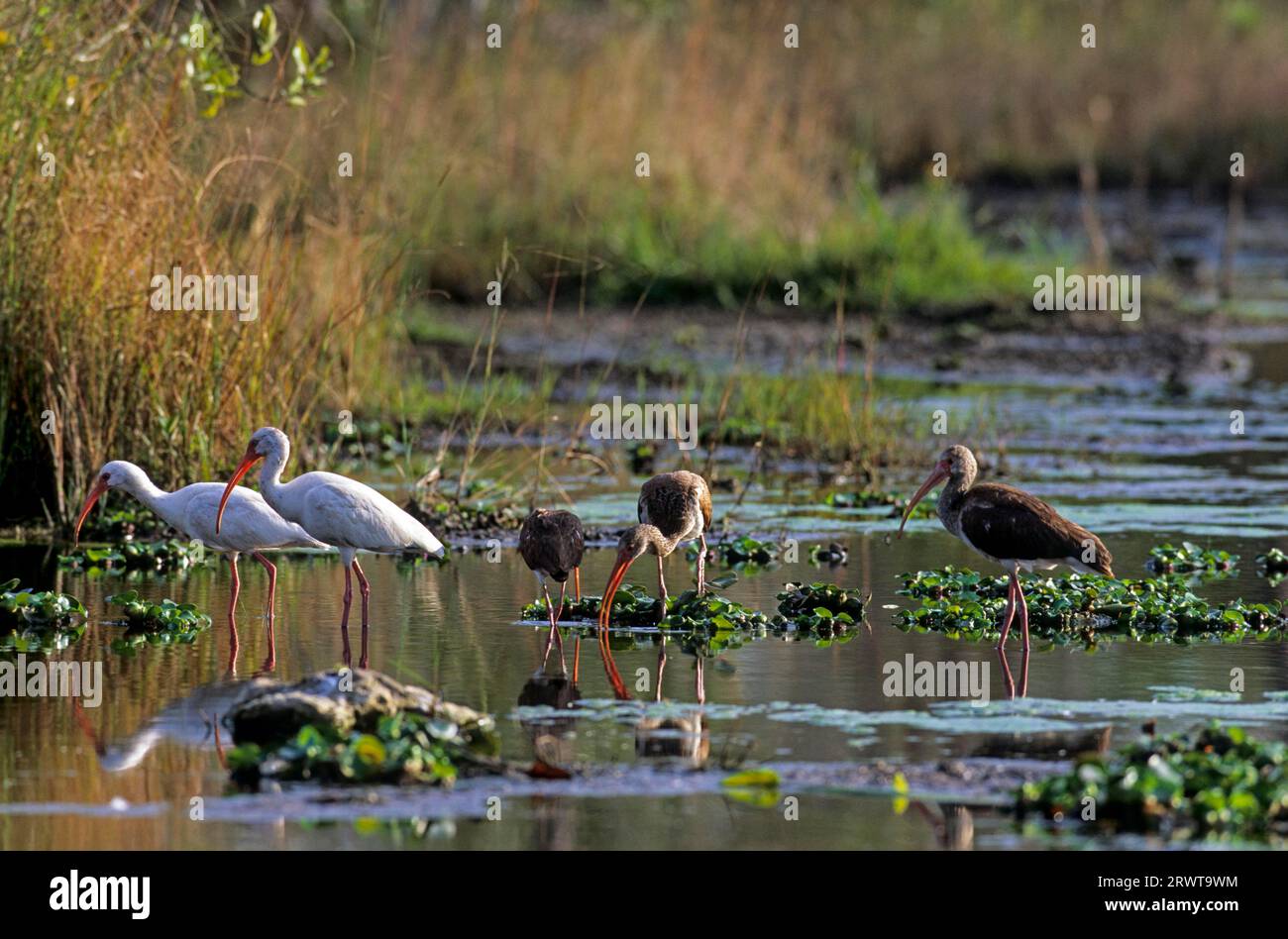 American white ibis (Eudocimus albus) foraging in a swamp, American White Ibis foraging in a swamp (White Ibis) Stock Photo