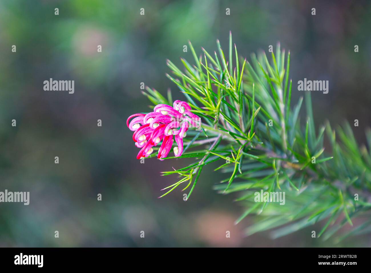 A close up of a juniper leaf plant in bloom Stock Photo