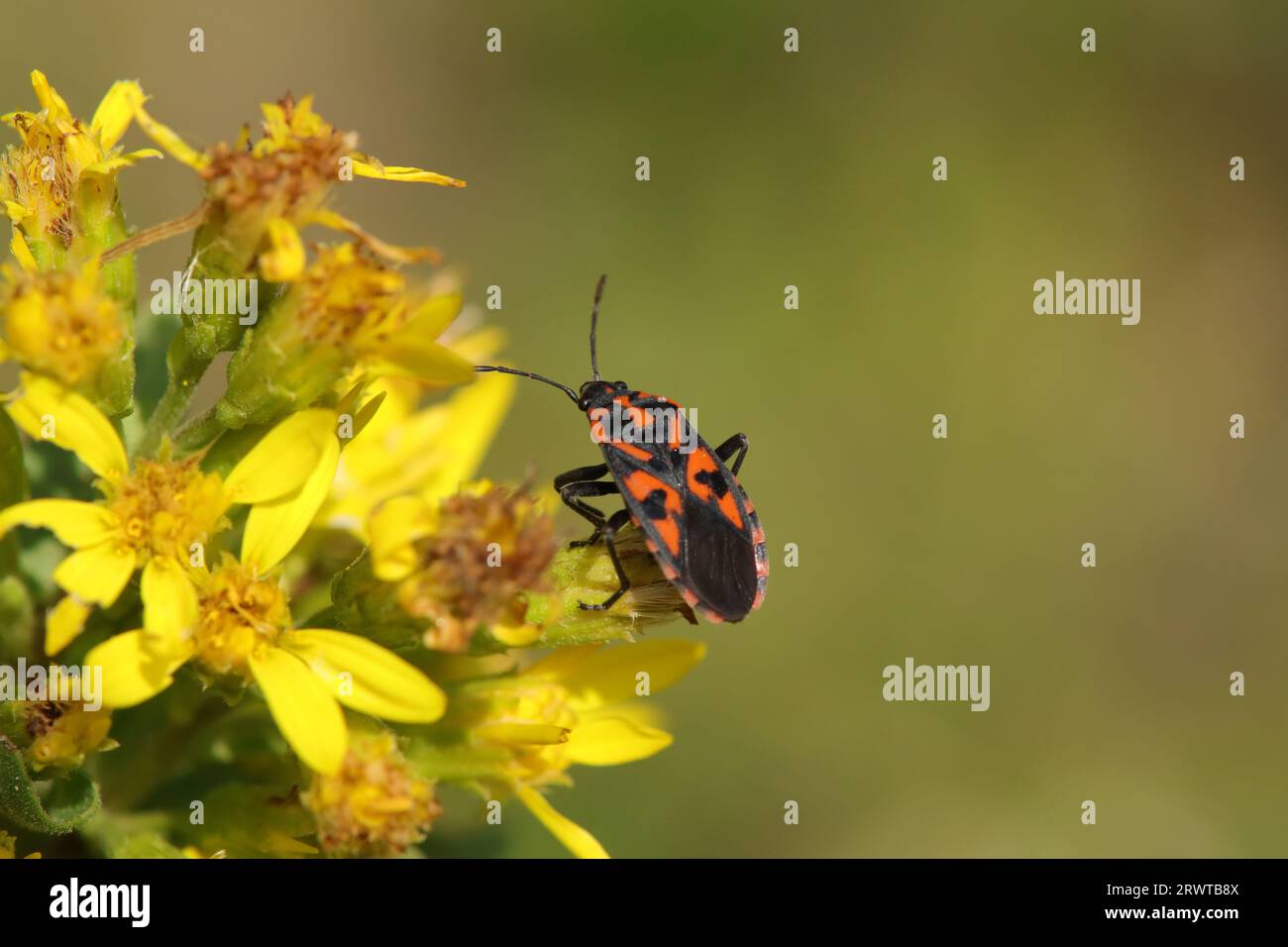 Spilostethus saxatilis on an unidentified plant Stock Photo