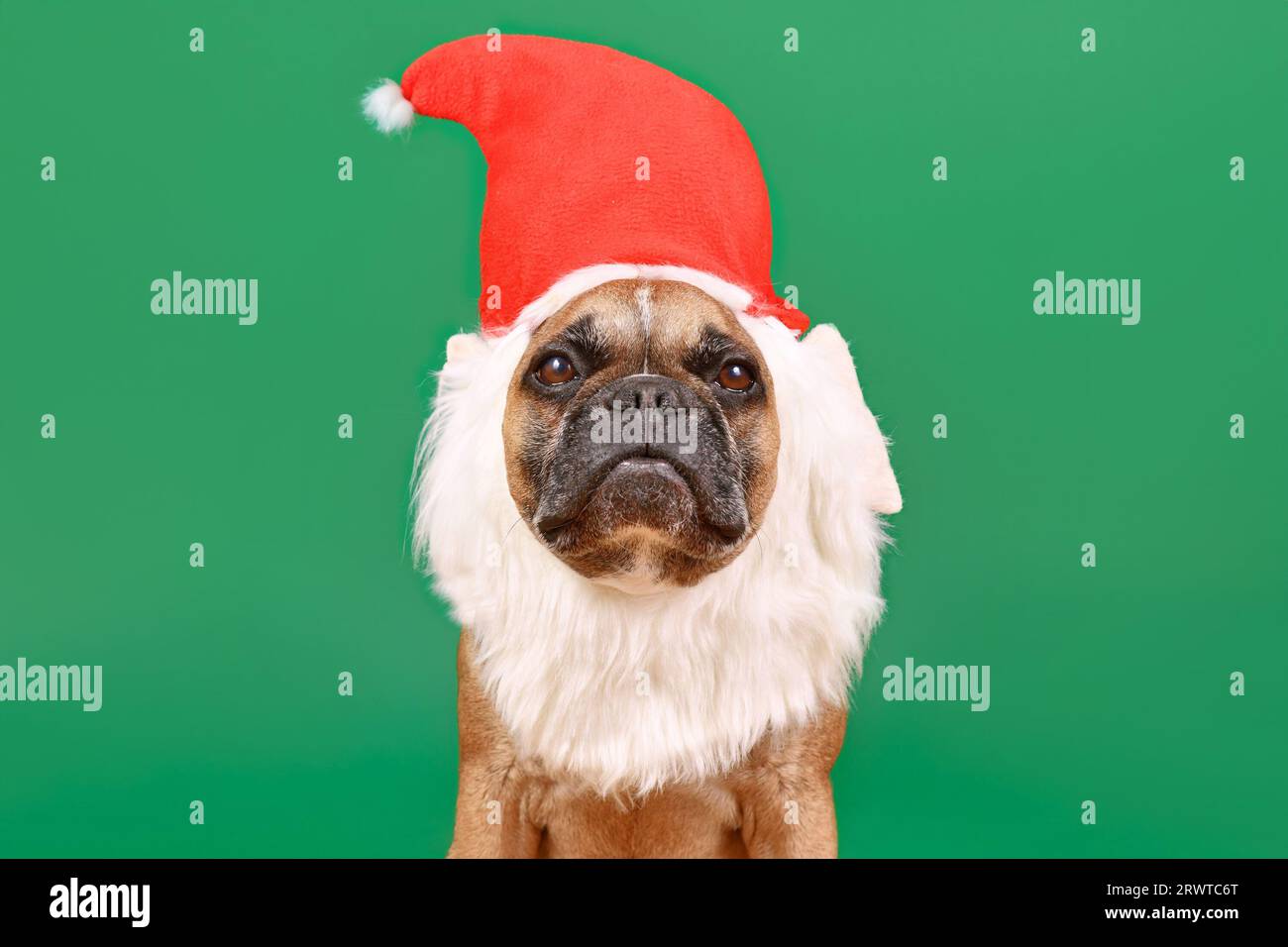 Dog santa top hat and beard