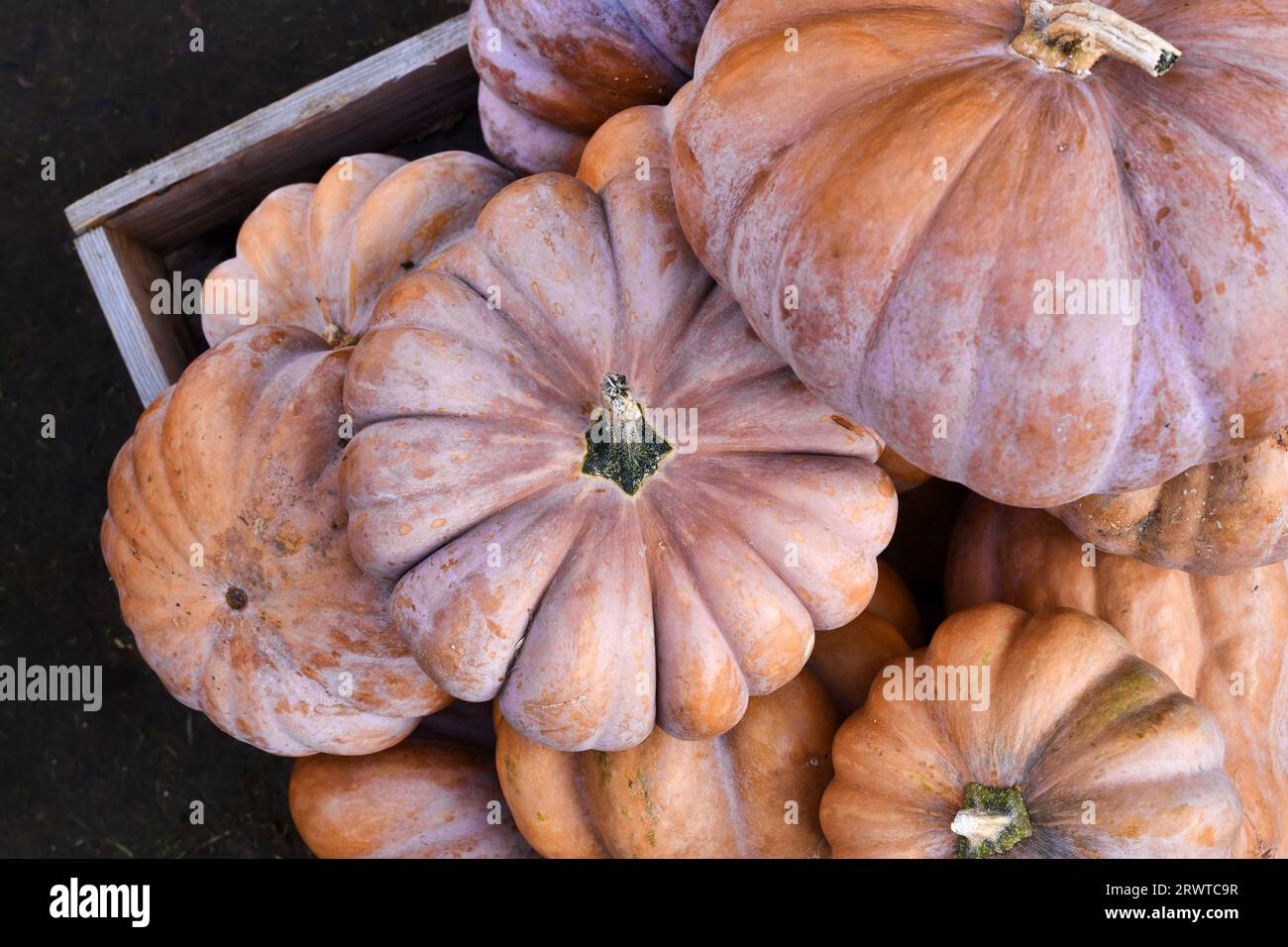 Top view of large orange 'Musquee de Provence' pumpkins. Also called Fairytale pumpkin Stock Photo