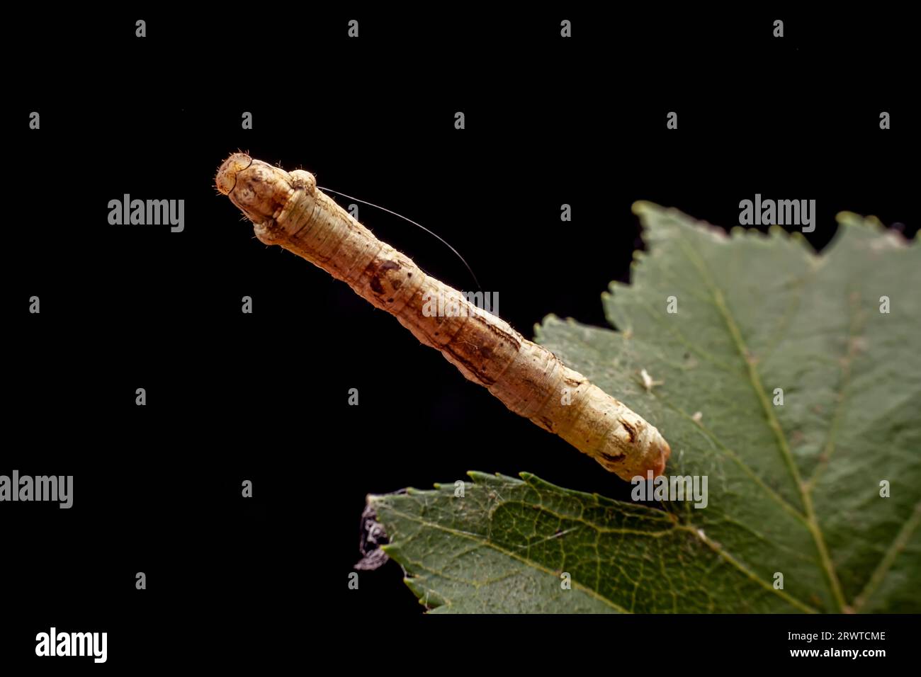 inchworm inhabits the leaves of wild plants Stock Photo - Alamy