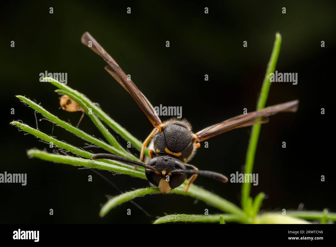 parasitic wasp inhabits the leaves of wild plants Stock Photo - Alamy
