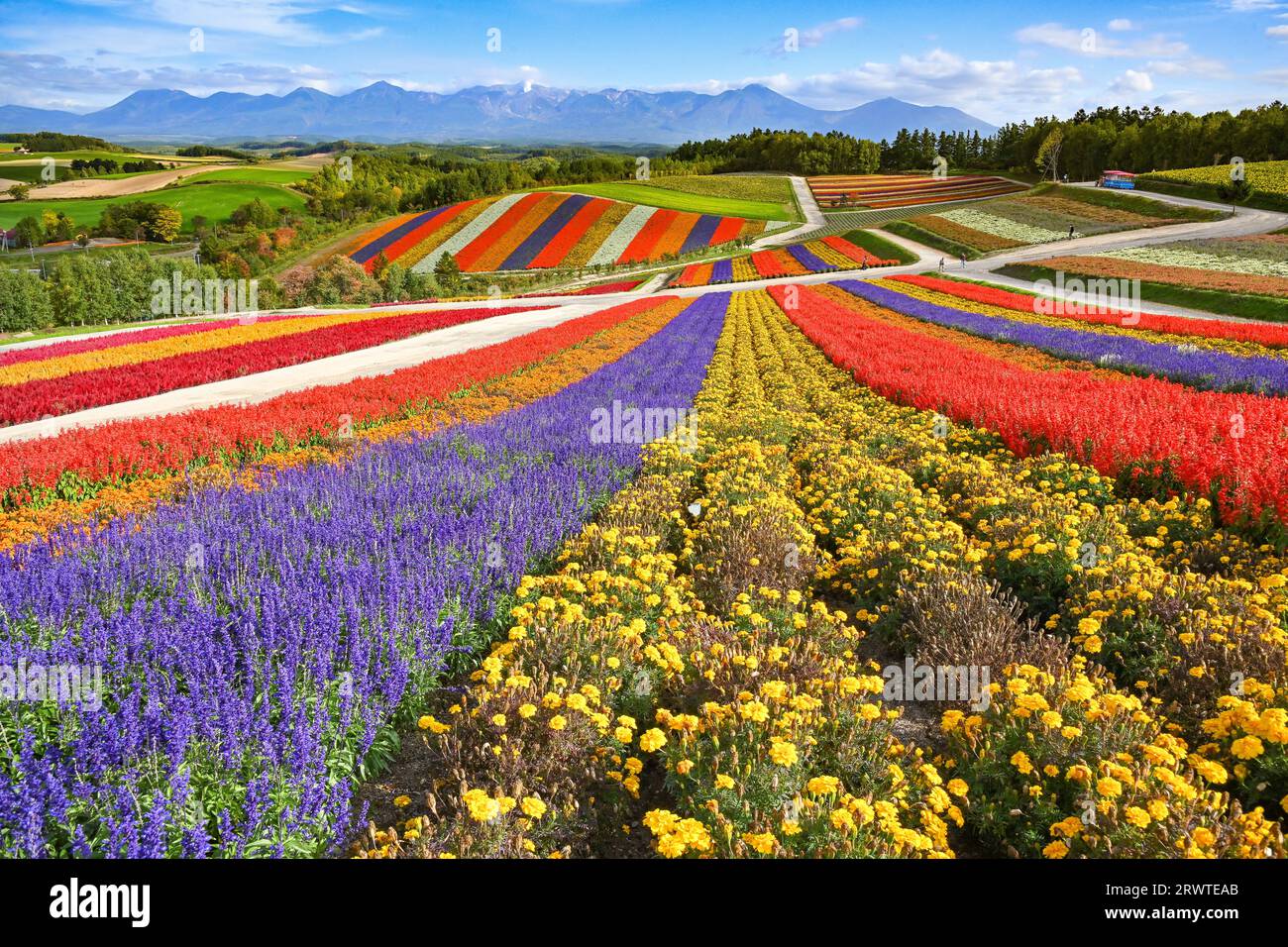 colorful-shikisai-no-oka-stock-photo-alamy