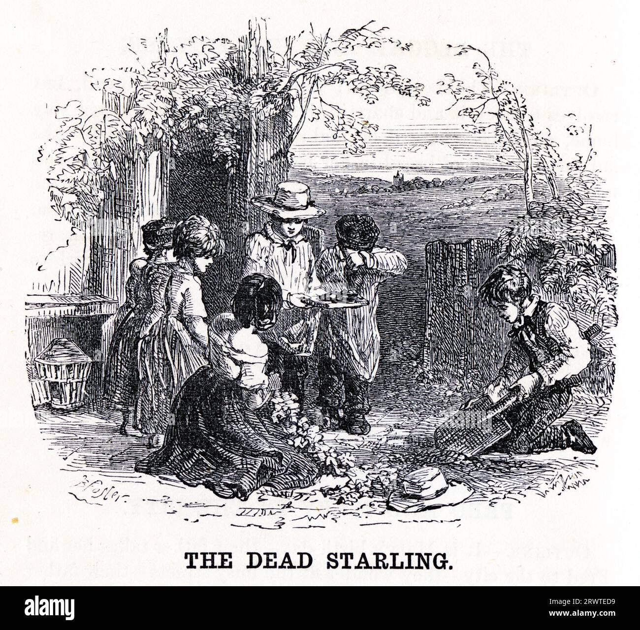 Engraving of a group of children gathered around a dead starling, ready to make a decent burial, circa 1880 Stock Photo