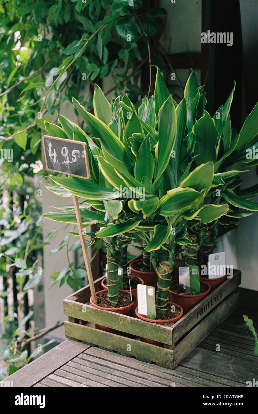 Corn Plant (Dracaena fragrans) plants in flower pots for sell on a wooden table Stock Photo