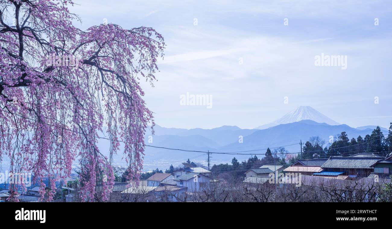 Yamanashi Landscapes Single cherry blossom and Mt. Fuji in the distance Itozakura at Kamiichinose Stock Photo
