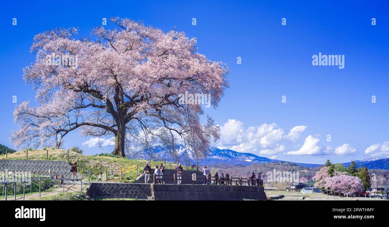 Yamanashi Landscapes Single cherry blossom and blue sky Distant view of