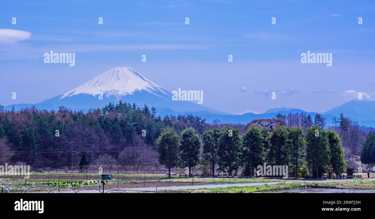 Yamanashi Landscapes The weeping cherry tree in Kanda and Mt. Fuji in the distance Stock Photo