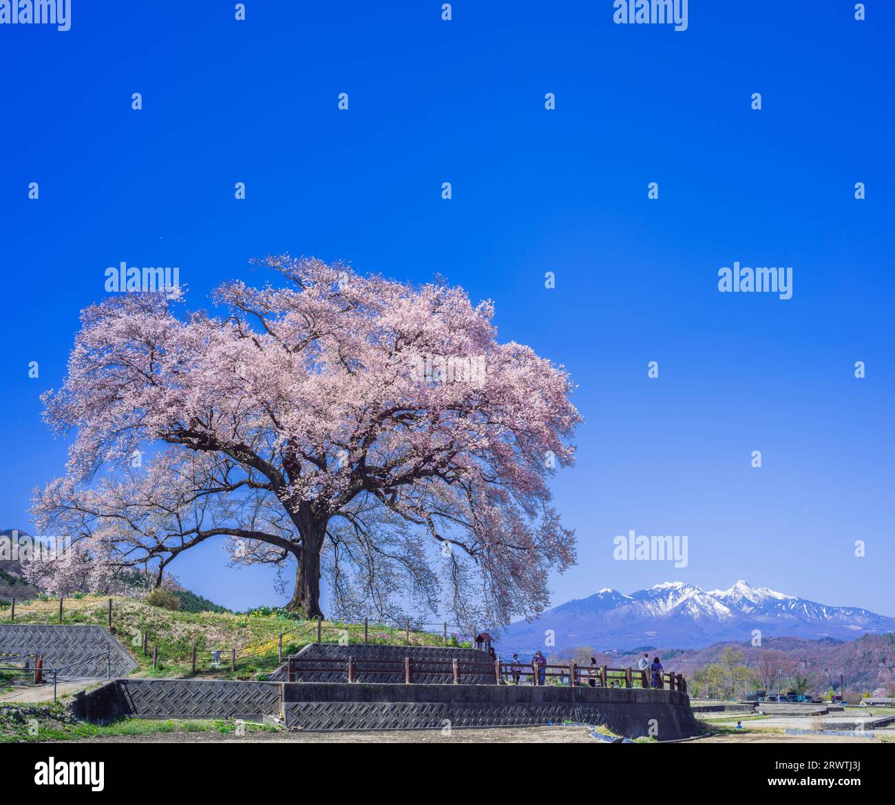 Yamanashi Landscapes Single cherry blossom and blue sky Distant view of Yatsugatake Mountains Cherry blossoms at Wani Mound Stock Photo