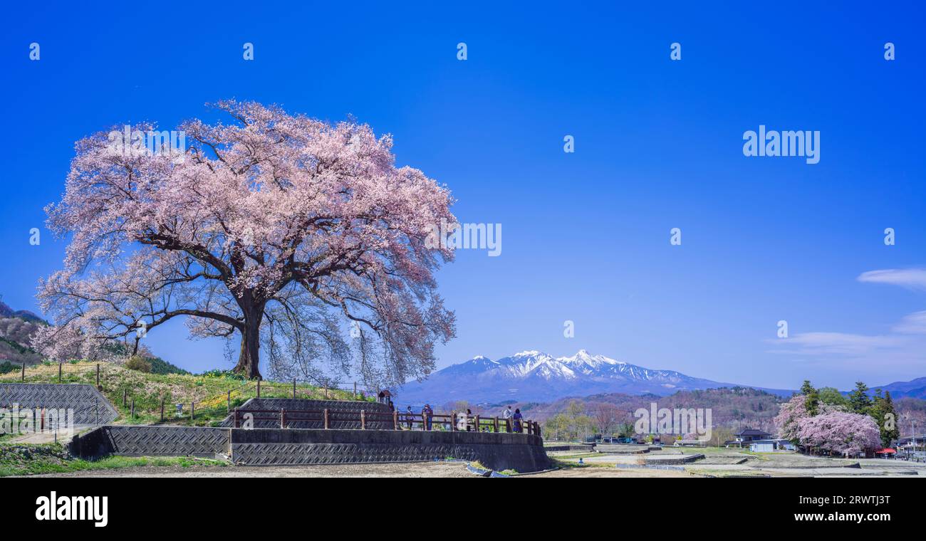 Yamanashi Landscapes Single cherry blossom and blue sky Distant view of Yatsugatake Mountains Cherry blossoms at Wani Mound Stock Photo