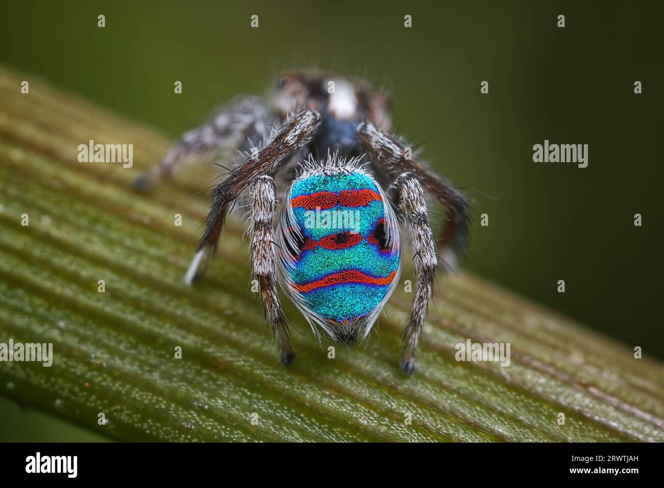 Coastal peacock spider hi-res stock photography and images - Alamy