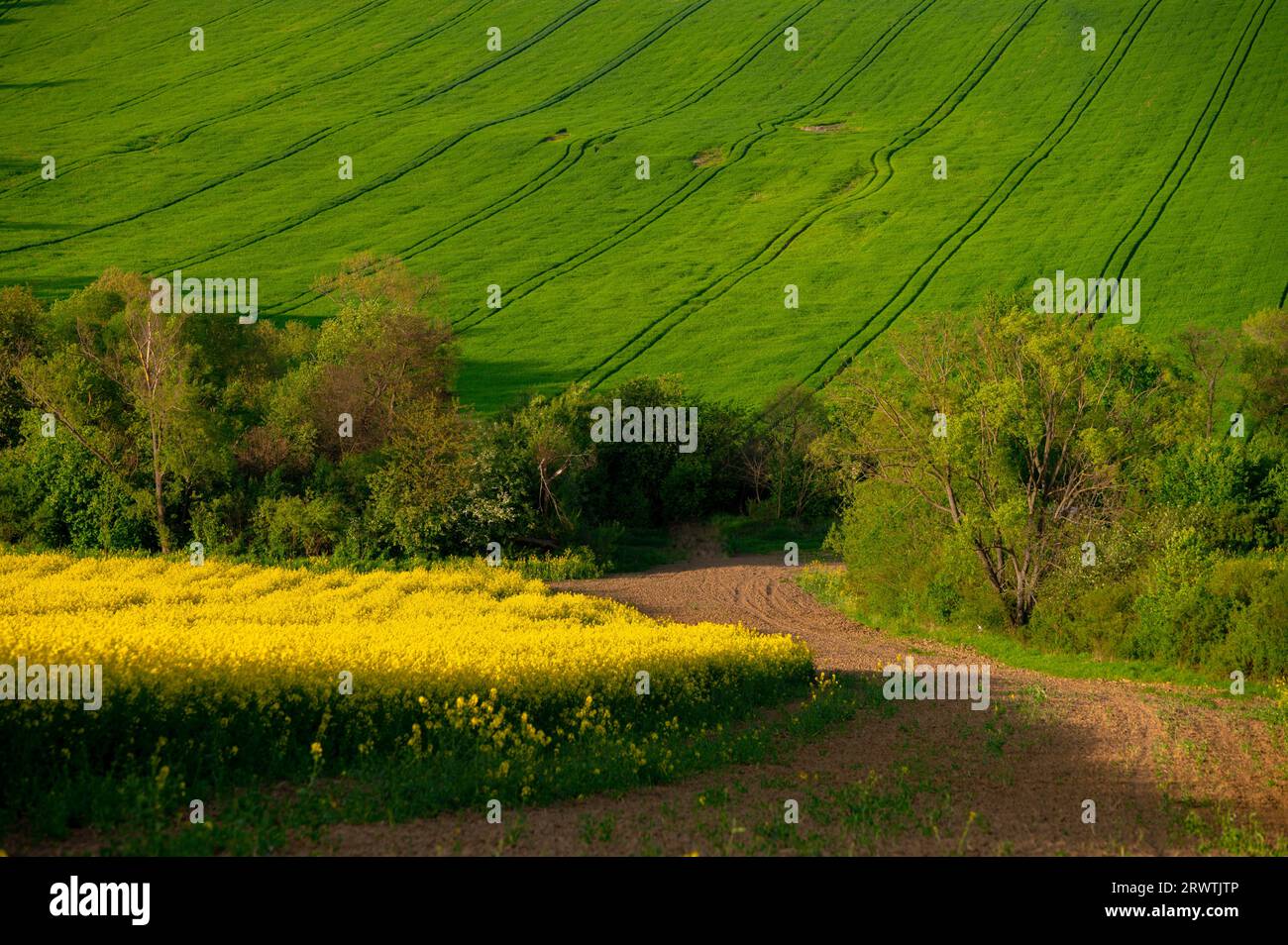 Vibrant Spring Blossoms in the Countryside Stock Photo