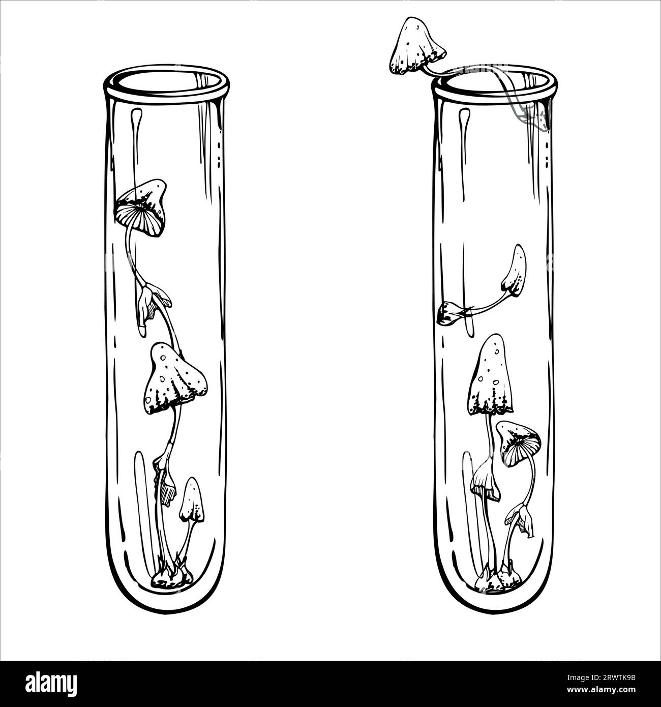 Hand drawn ink vector glass vial test tube with mushrooms. Sketch illustration art witchcraft, medicine chemistry, alchemy. Isolated object, outline Stock Vector
