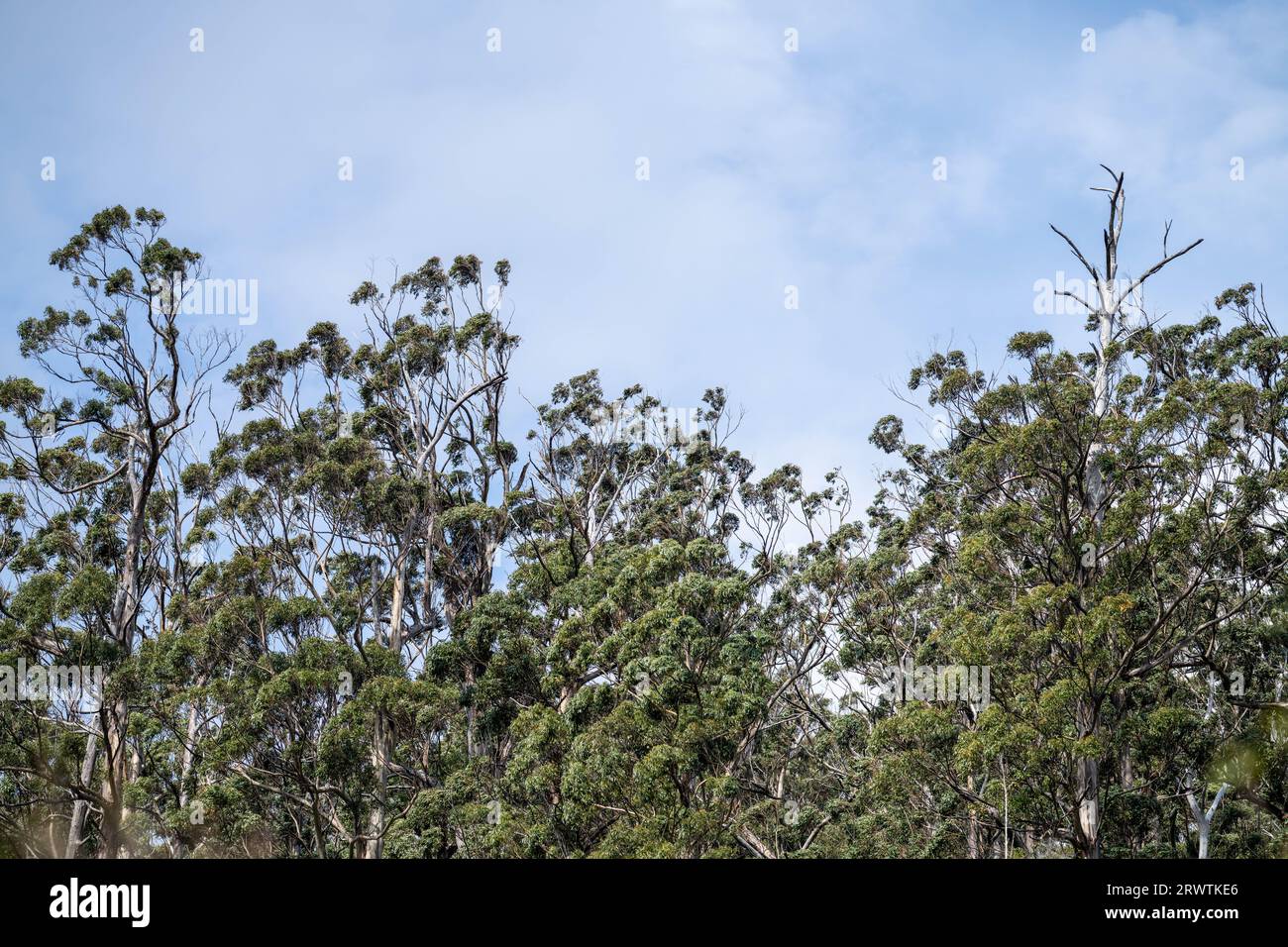 gum tree leaves in the bush in Australia in spring Stock Photo Alamy