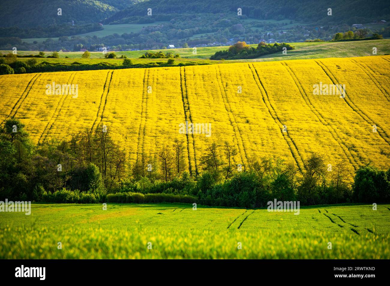 Capturing Spring's Magic: Rapeseed and Wheat Fields under Blue Skies Stock Photo